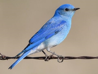mountn bluebird.jpg